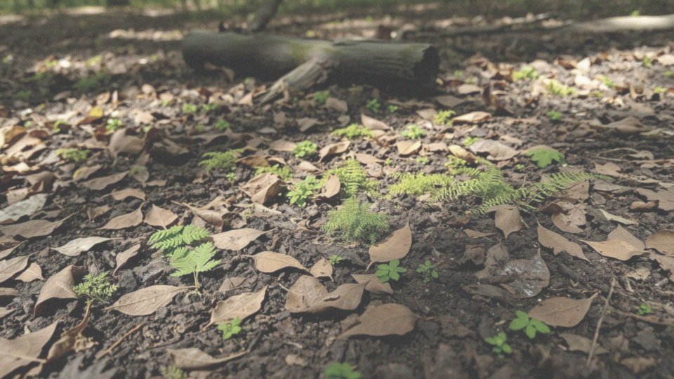 Jaką glebę preferują krzewy cieniolubne?